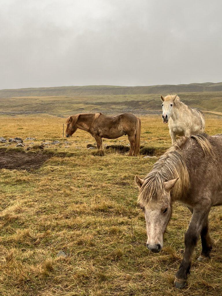 Afbeelding IJsland paarden