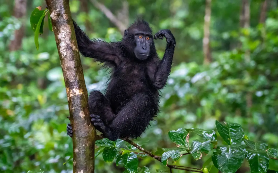 De complete reisgids voor Tangkoko National Park (Sulawesi, Indonesië)