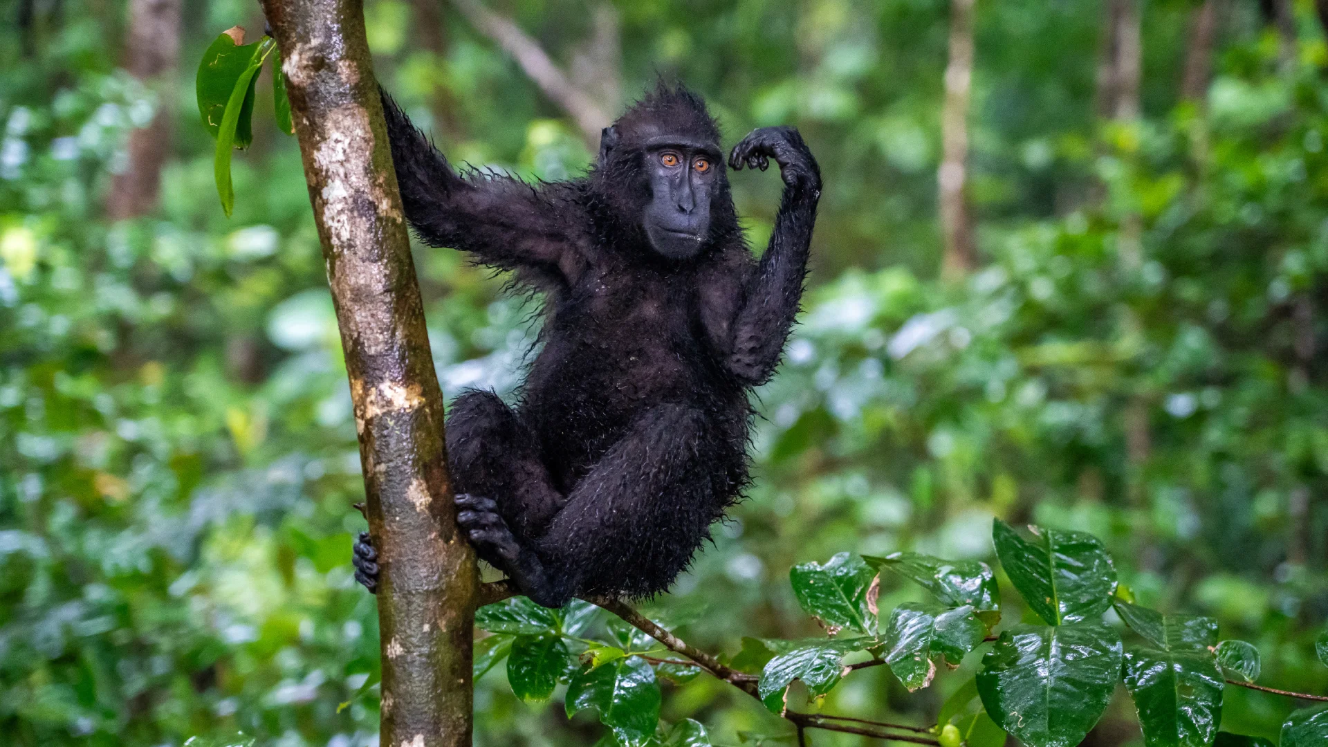 Wat te doen in Tangkoko National Park Sulawesi