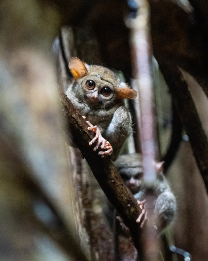 Wat te doen in Tangkoko National Park Sulawesi