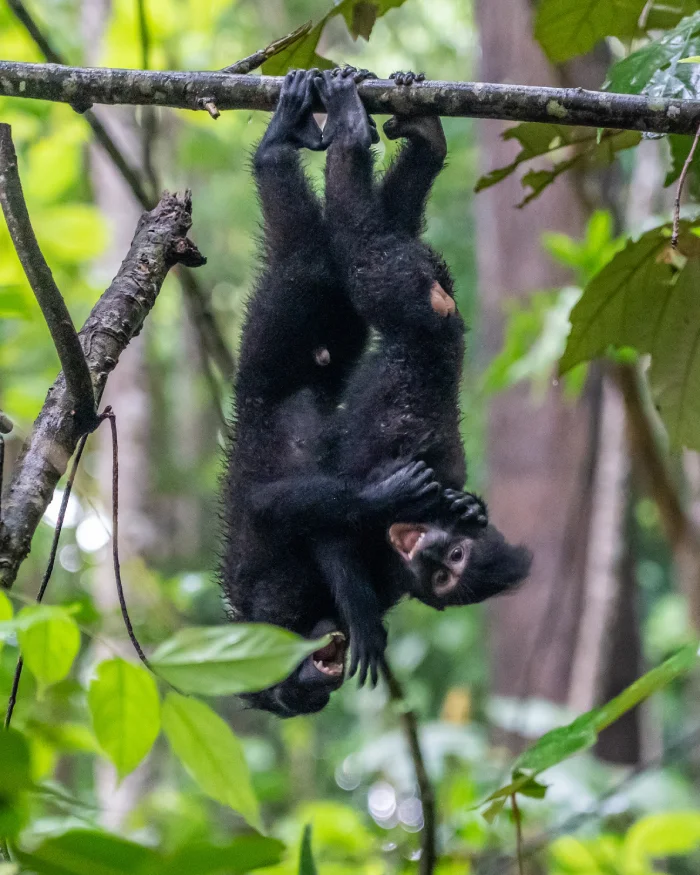 Wat te doen in Tangkoko National Park Sulawesi