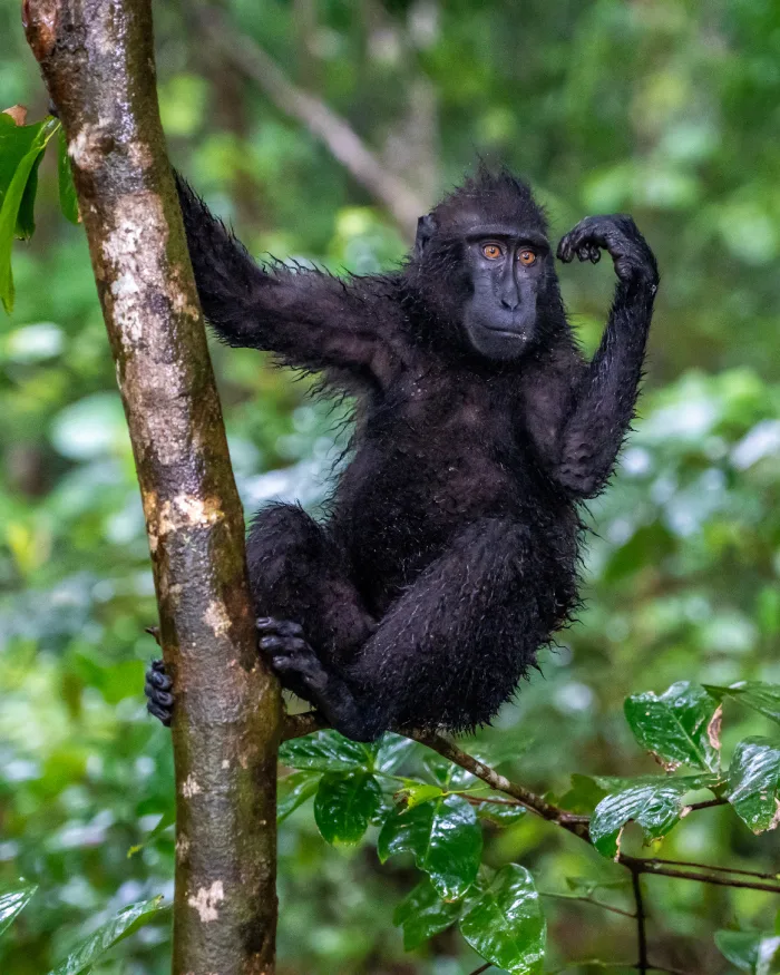 Wat te doen in Tangkoko National Park Sulawesi