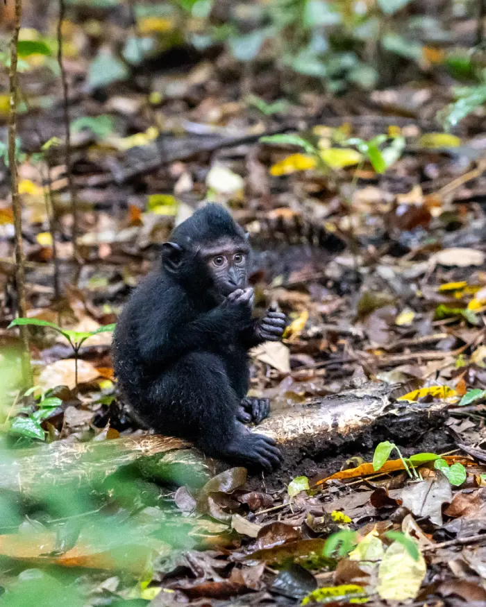 Wat te doen in Tangkoko National Park Sulawesi