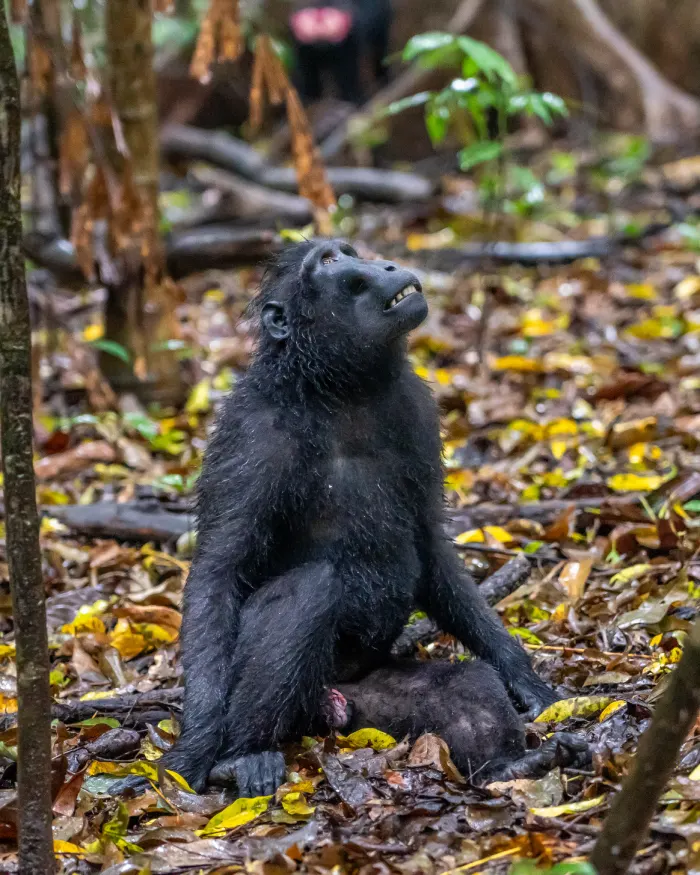 Wat te doen in Tangkoko National Park Sulawesi