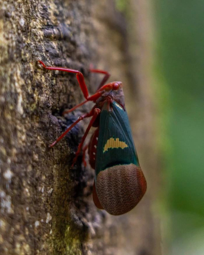 Wat te doen in Tangkoko National Park Sulawesi