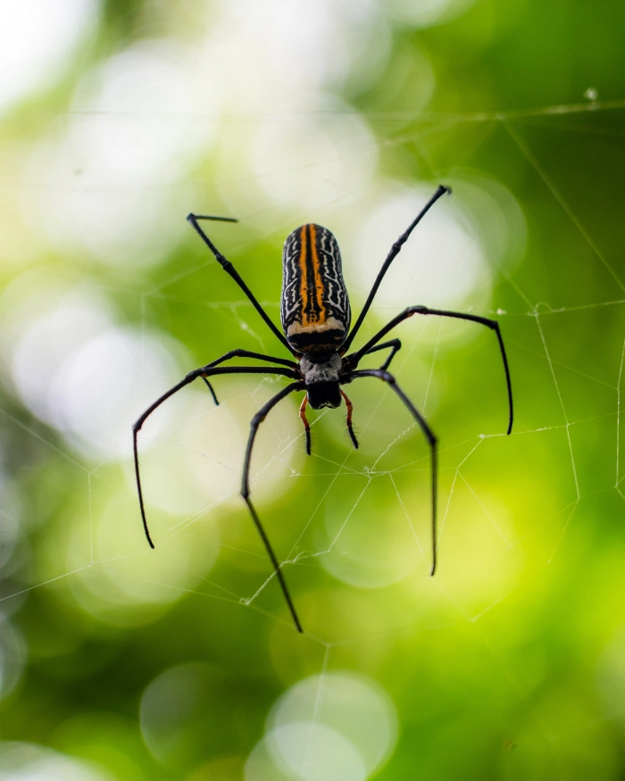 Wat te doen in Tangkoko National Park Sulawesi