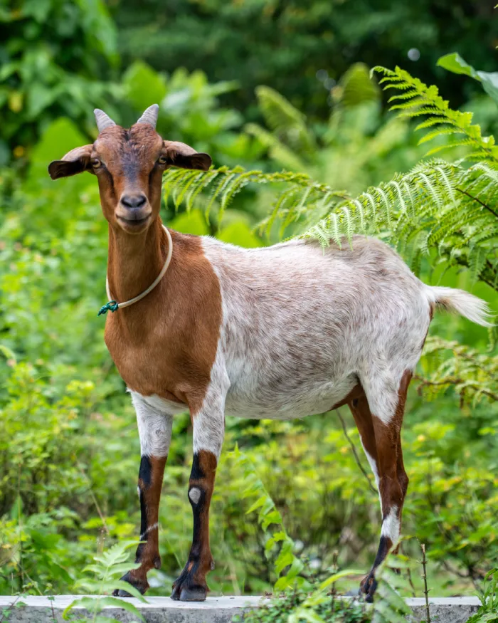 Wat te doen op Una Una Sulawesi