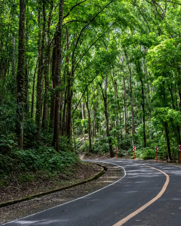 Man made eco forest Bohol Filipijnen