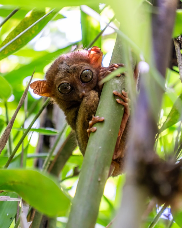 Tarsiers spotten op Bohol (Filipijnen)