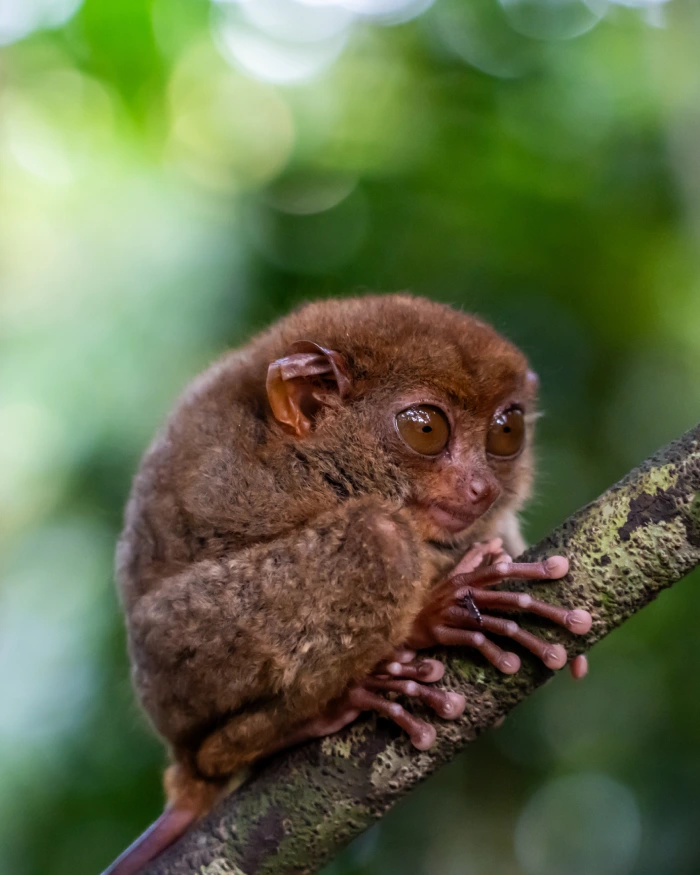 Tarsiers spotten op Bohol (Filipijnen)