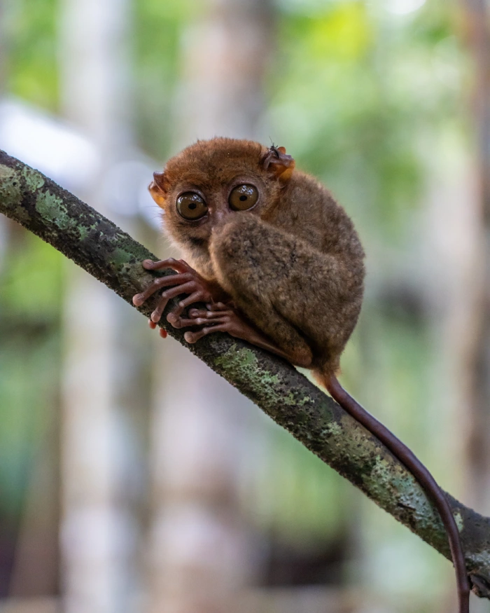 Tarsiers spotten op Bohol (Filipijnen)