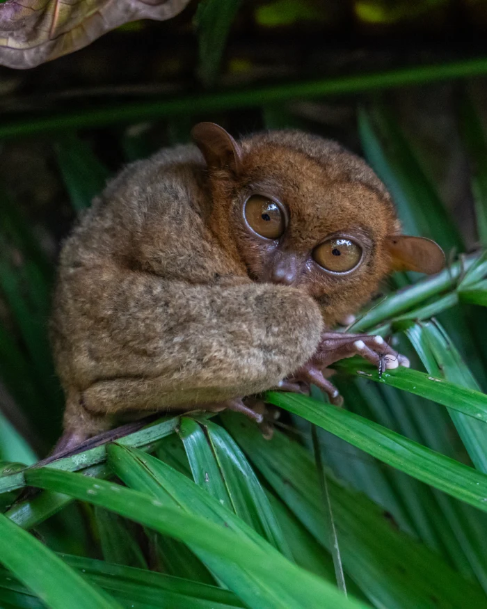 Tarsiers spotten op Bohol (Filipijnen)