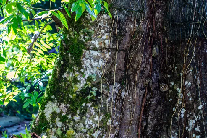 Wat te doen in Tana Toraja Sulawesi