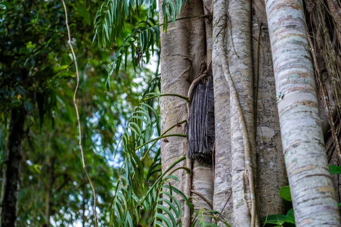 Wat te doen in Tana Toraja Sulawesi