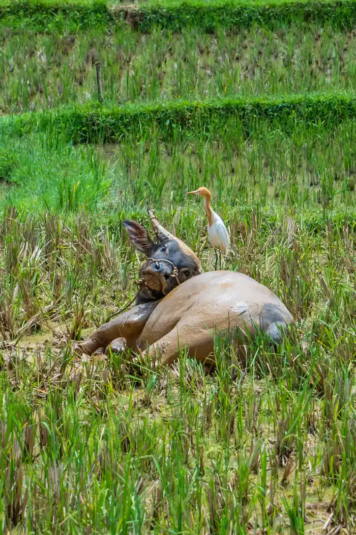 Wat te doen in Tana Toraja Sulawesi