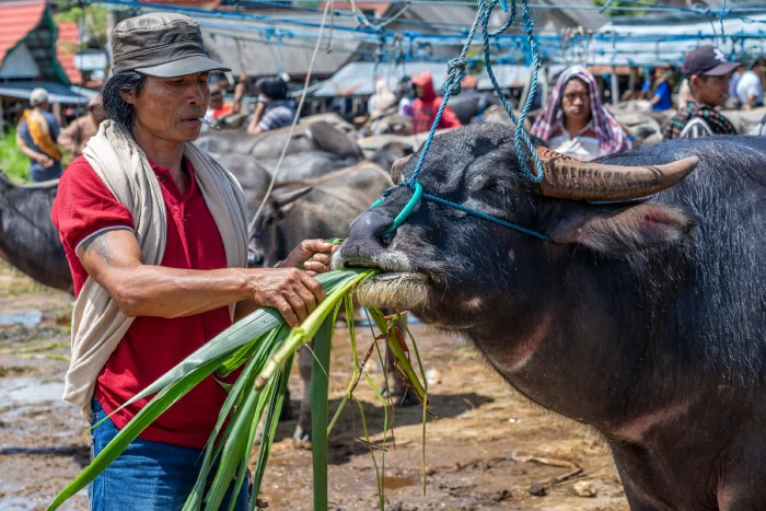 Wat te doen in Tana Toraja Sulawesi