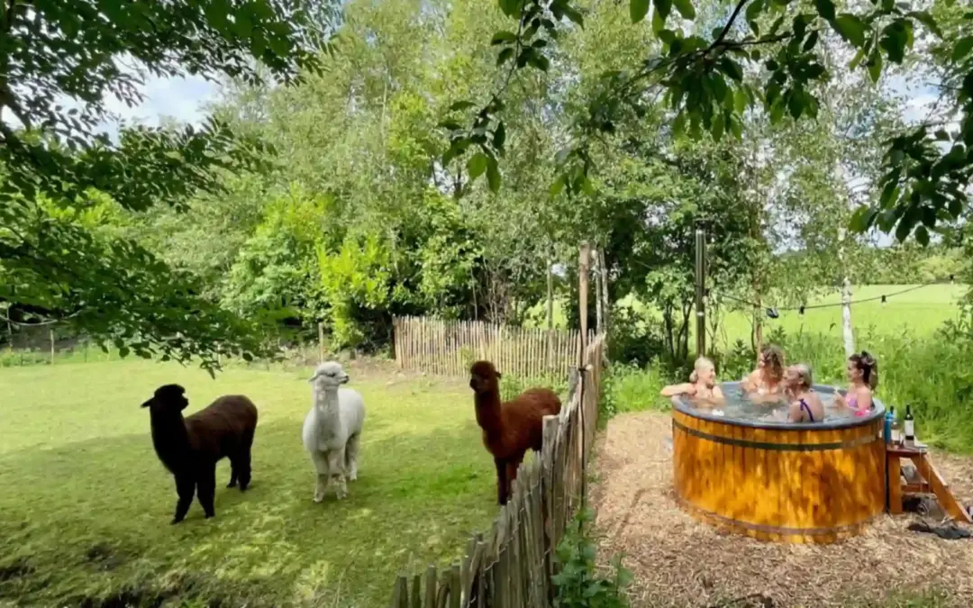 Glamping tussen de alpaca’s