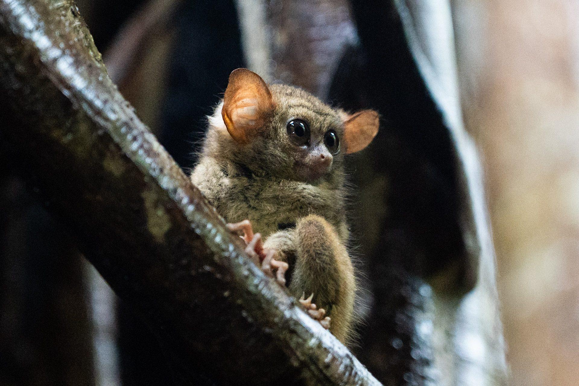 Vakantie naar Sulawesi Vakantie naar Sulawesi