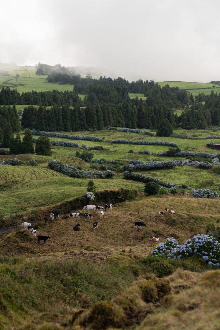 Wat te doen op São Miguel Azoren
