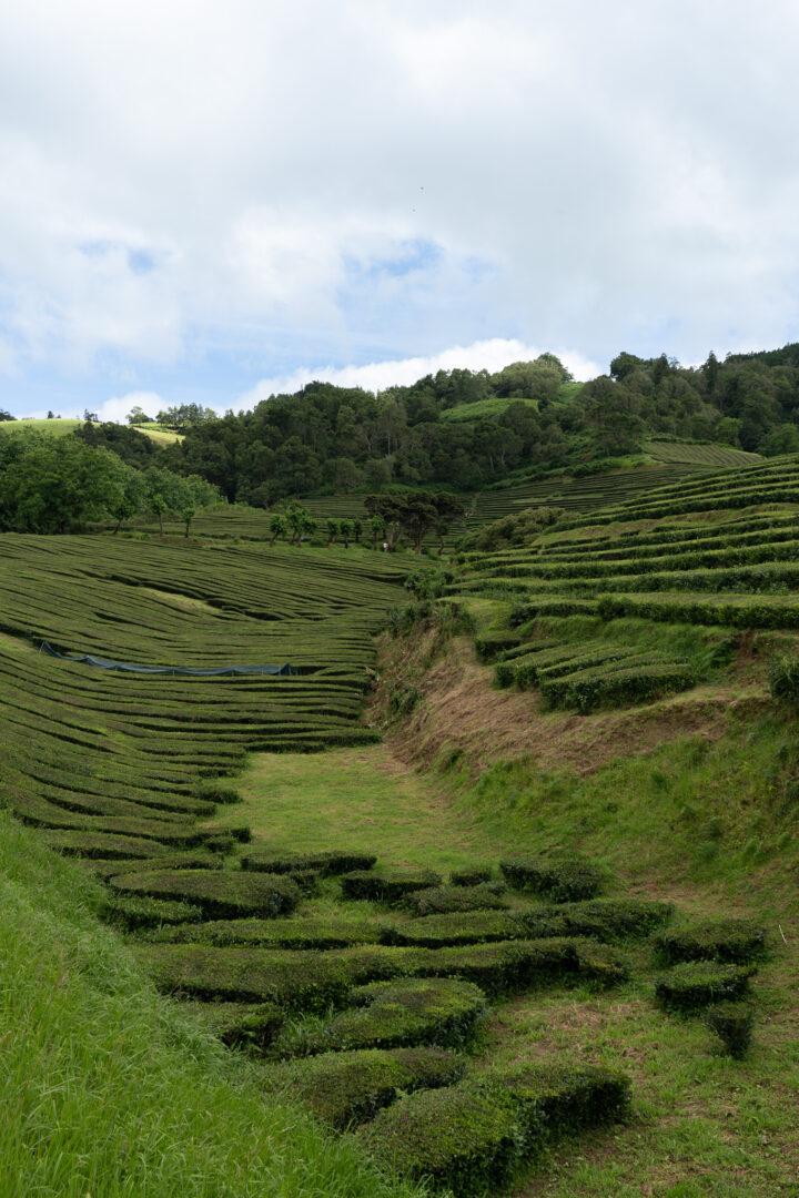 Wat te doen op São Miguel Azoren