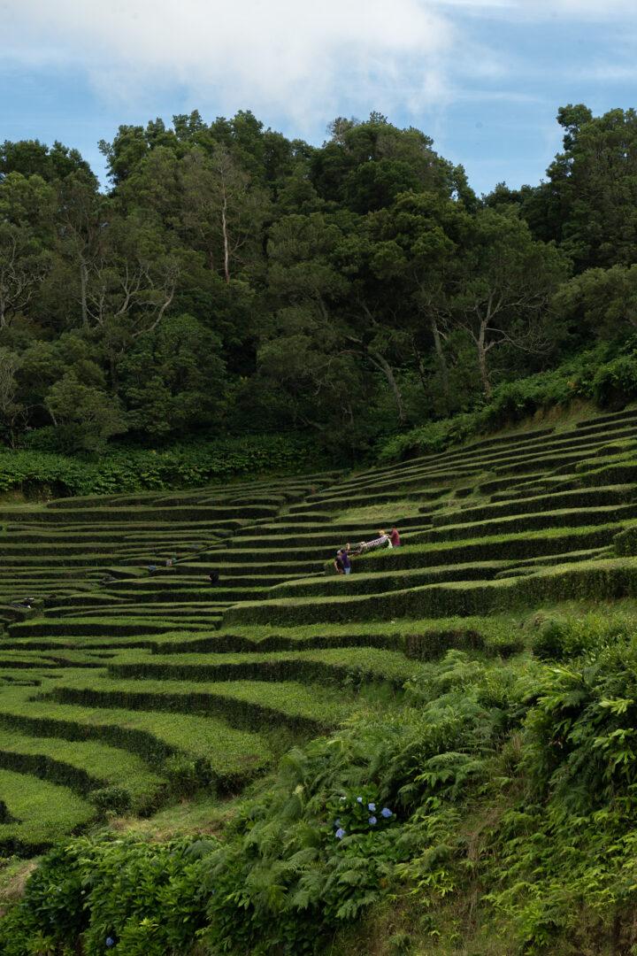 Wat te doen op São Miguel Azoren